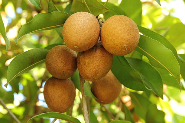 Sapodilla